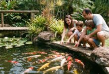 Peixes Ornamentais: A "Pecuária" de Maior Valor Agregado