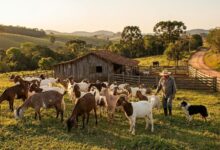 Caprinocultura: O Nicho de Alto Valor (Queijos Finos e Carne Gourmet)