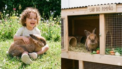 Coelhos: A Pecuária de Ciclo Super-Rápido