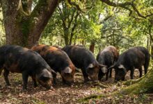 Porco Moura: Como Lucrar com o "Heavy Hog" e a Charcutaria