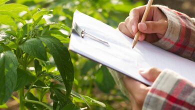 10 Melhores Agropecuárias em Nova Mutum MT