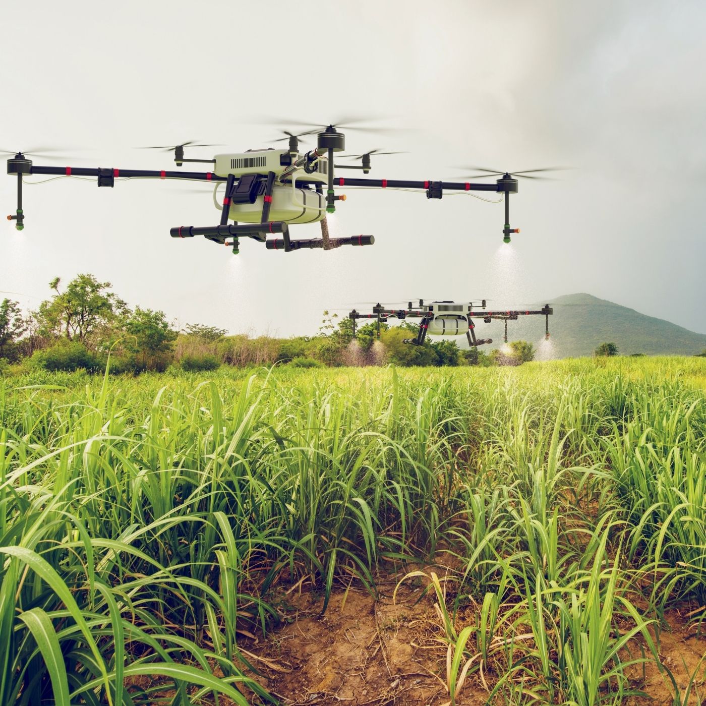 Guias Locais do Agronegócio no Mato Grosso
