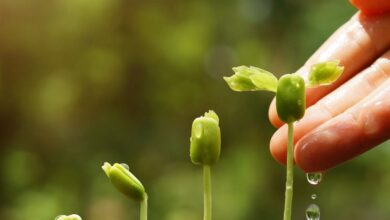 10 Melhores Agropecuárias em Água Boa MT