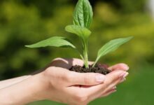 Guias Locais do Agronegócio na Região Norte do Brasil
