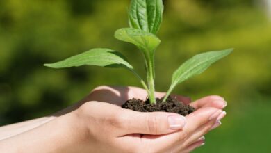 Guias Locais do Agronegócio na Região Norte do Brasil
