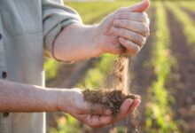 10 Maiores Multinacionais e Grandes Empresas do Agronegócio em Pelotas e Região