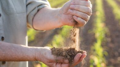 10 Maiores Multinacionais e Grandes Empresas do Agronegócio em Pelotas e Região