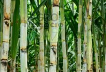 1afb731516bc486088a41bab09634683