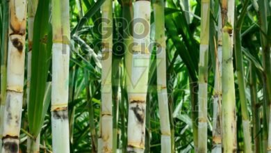 1afb731516bc486088a41bab09634683