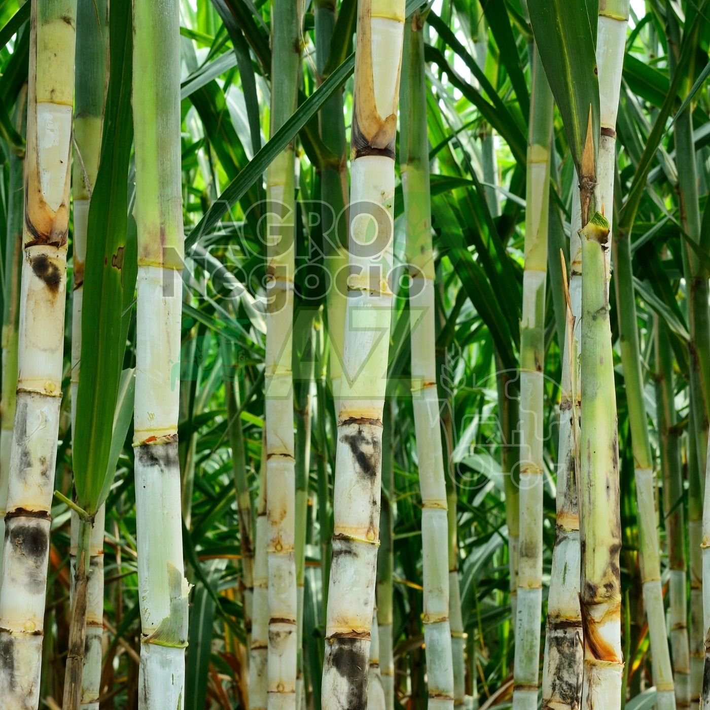 1afb731516bc486088a41bab09634683