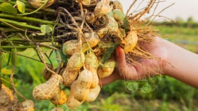 4071b6d1372b47edb2457f791b60a3d8