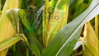 463620644189458ca2b22ae1017d2543