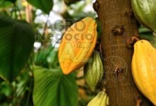 528ce0376e70490eb007114243dab029