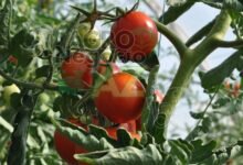 5ea6d375a1ad40f7b81d65dfe787d747