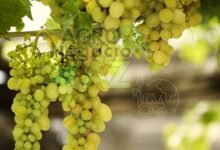 6746ec2a3c4b4af4b68e4ff0c35283b8