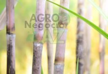 821b3f69663c41bb9d45c07f024ad69c