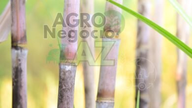 821b3f69663c41bb9d45c07f024ad69c