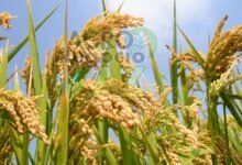 ab4cee6fe10a461093f38b8fb5dbb36a