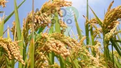 ab4cee6fe10a461093f38b8fb5dbb36a