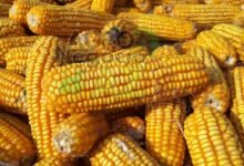 ab70eeec8d56436eb682feea557217b5