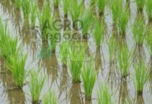 ad1b0a66a59847afacd583c238d66ae7