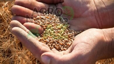 d5bc378d0d784dd7918536db67f271ff