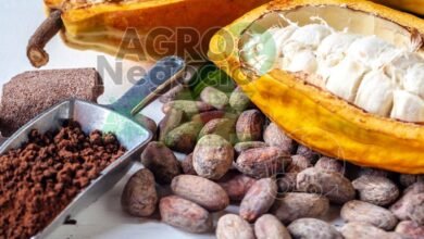 d8d77d88192a4488ae0292640e725e8a