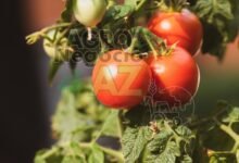 fb662ce19d13492490f9188f8f409ae8