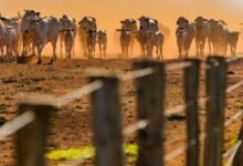 Os 10 Melhores Polos de São Paulo para Carreira em Startups de Agronegócio e AgTech