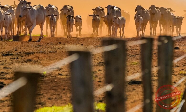 Os 10 Melhores Polos de São Paulo para Carreira em Startups de Agronegócio e AgTech