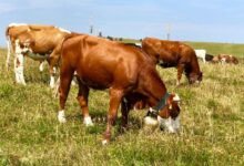 Como Escolher o Melhor Tipo de Leguminosa para o Seu Pasto: Guia Completo para Alta Produtividade e Sustentabilidade