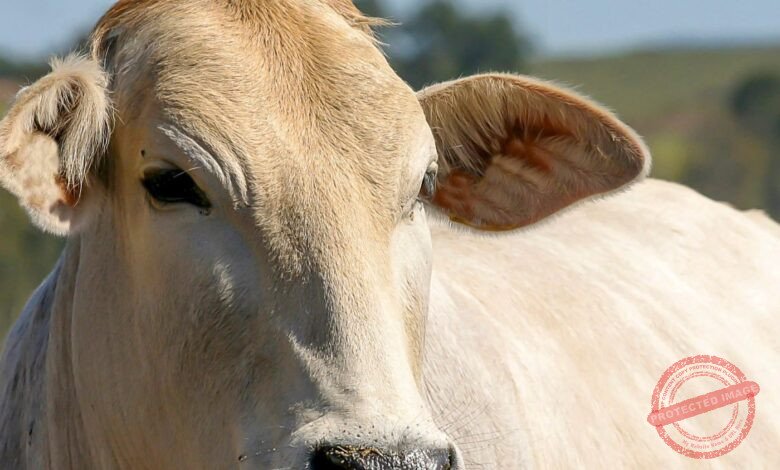 UE oficializa veto à carne do Brasil a partir de setembro