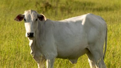 Conheça 200 empresas do ramo Serviços de agronomia e de consultoria às atividades agrícolas e pecuárias em Mato Grosso do Sul
