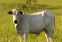 Como melhorar a qualidade do pasto para gado de corte?