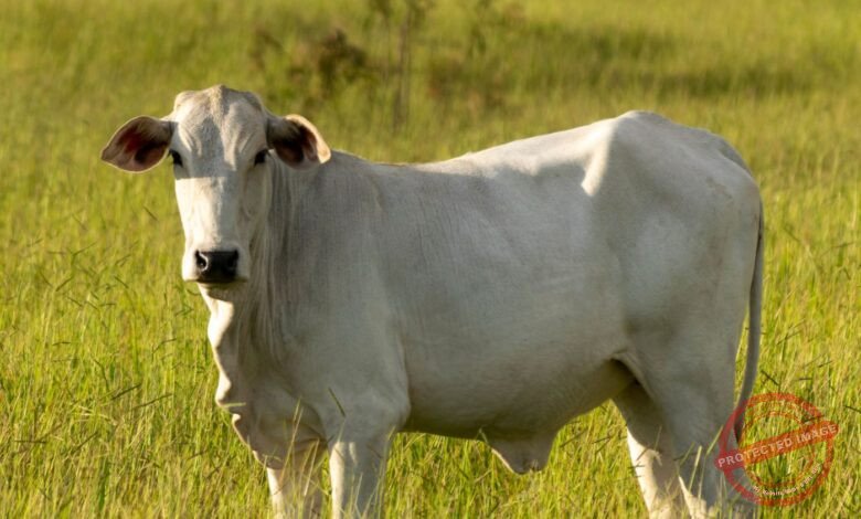 Como melhorar a qualidade do pasto para gado de corte?