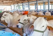 Top 10 Cidades de São Paulo para Trabalhar como Consultor Ambiental Rural