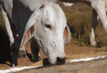 Conheça as 7 Maiores Fazendas em SAO JOSÉ DOS CAMPOS SP