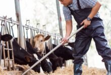Guia Completo: Como Calcular o Custo de Produção de Cada Animal na Pecuária e Criação