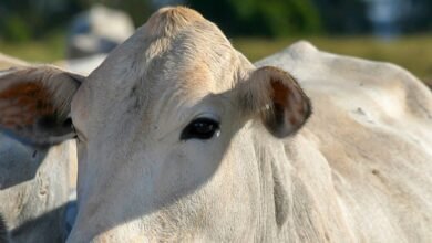 Conheça 183 empresas do ramo Serviços de agronomia e de consultoria às atividades agrícolas e pecuárias em SAO PAULO SP