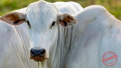 Integração Vertical na Pecuária: O Guia Definitivo para Otimização de Custos e Lucratividade no Agronegócio Brasileiro