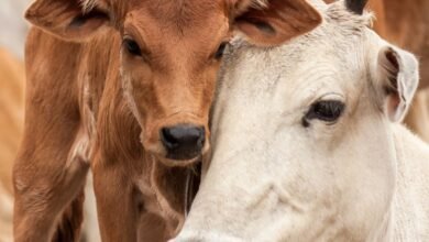 Conheça 200 empresas do ramo Serviços de agronomia e de consultoria às atividades agrícolas e pecuárias em Minas Gerais
