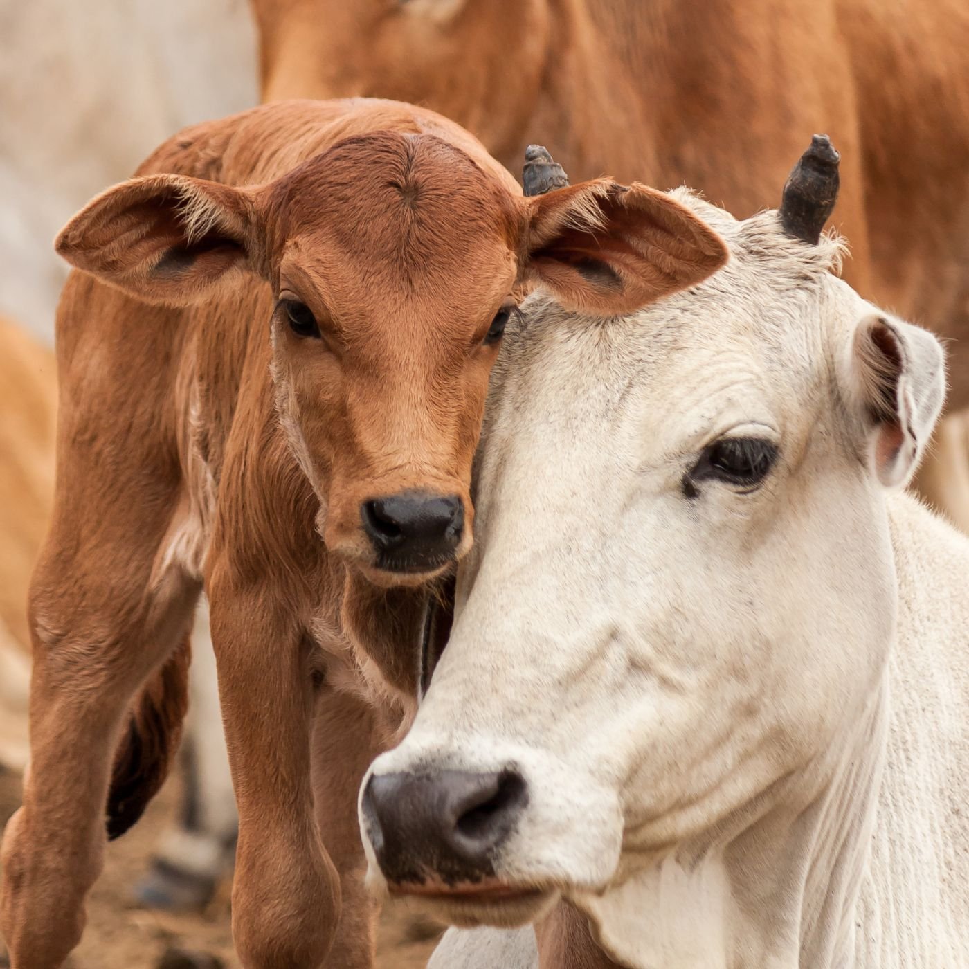 Conheça 200 empresas do ramo Serviços de agronomia e de consultoria às atividades agrícolas e pecuárias em Minas Gerais