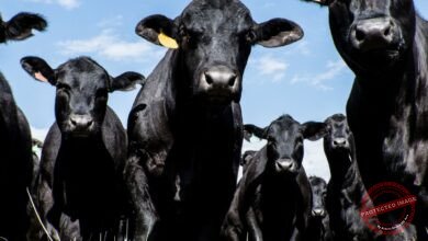 Como Melhorar a Qualidade do Solo para a Produção de Pasto de Alta Produtividade no Brasil