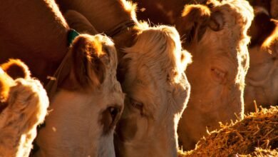 Conheça 200 empresas do ramo Serviços de agronomia e de consultoria às atividades agrícolas e pecuárias em Mato Grosso