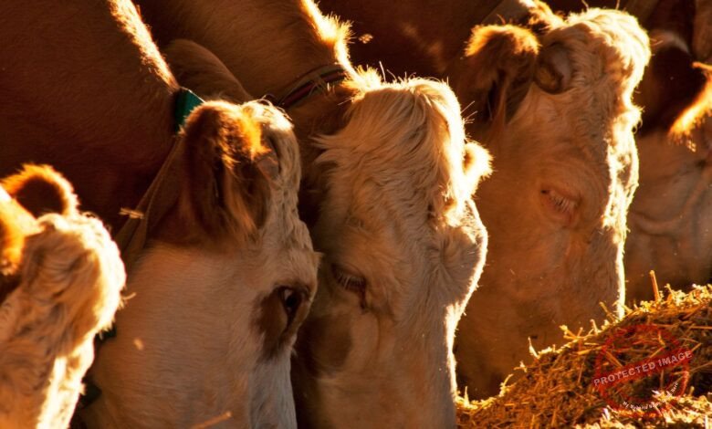 Conheça 200 empresas do ramo Serviços de agronomia e de consultoria às atividades agrícolas e pecuárias em Mato Grosso