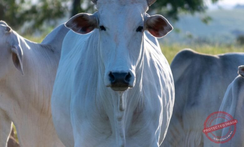 Top 10 Cidades de São Paulo para Trabalhar na Agroindústria e Processamento de Carnes: Guia Completo