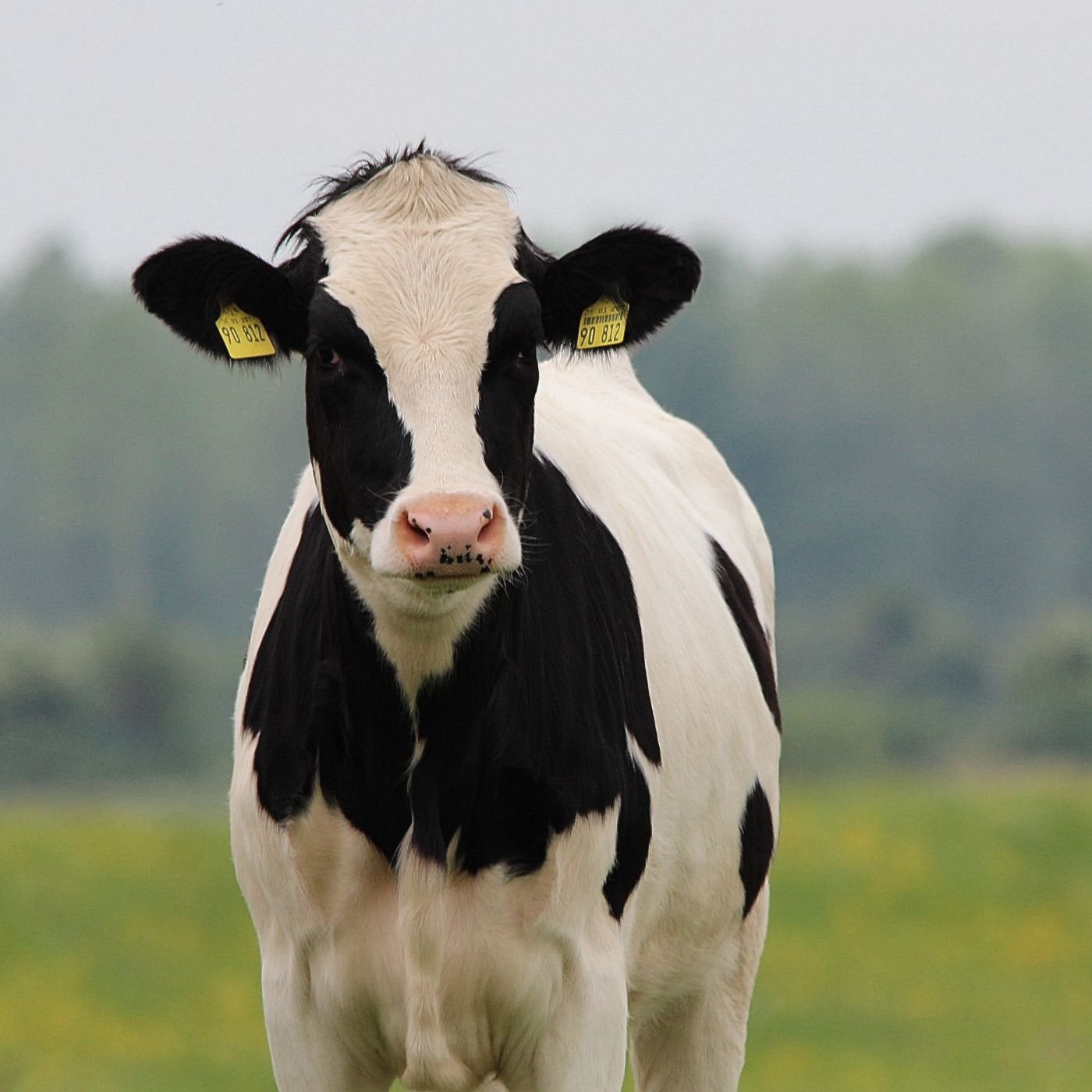 Conheça 200 empresas do ramo Serviços de agronomia e de consultoria às atividades agrícolas e pecuárias no Rio Grande do Sul