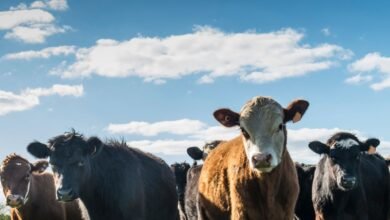 Conheça 200 empresas do ramo Serviços de agronomia e de consultoria às atividades agrícolas e pecuárias em Goiás