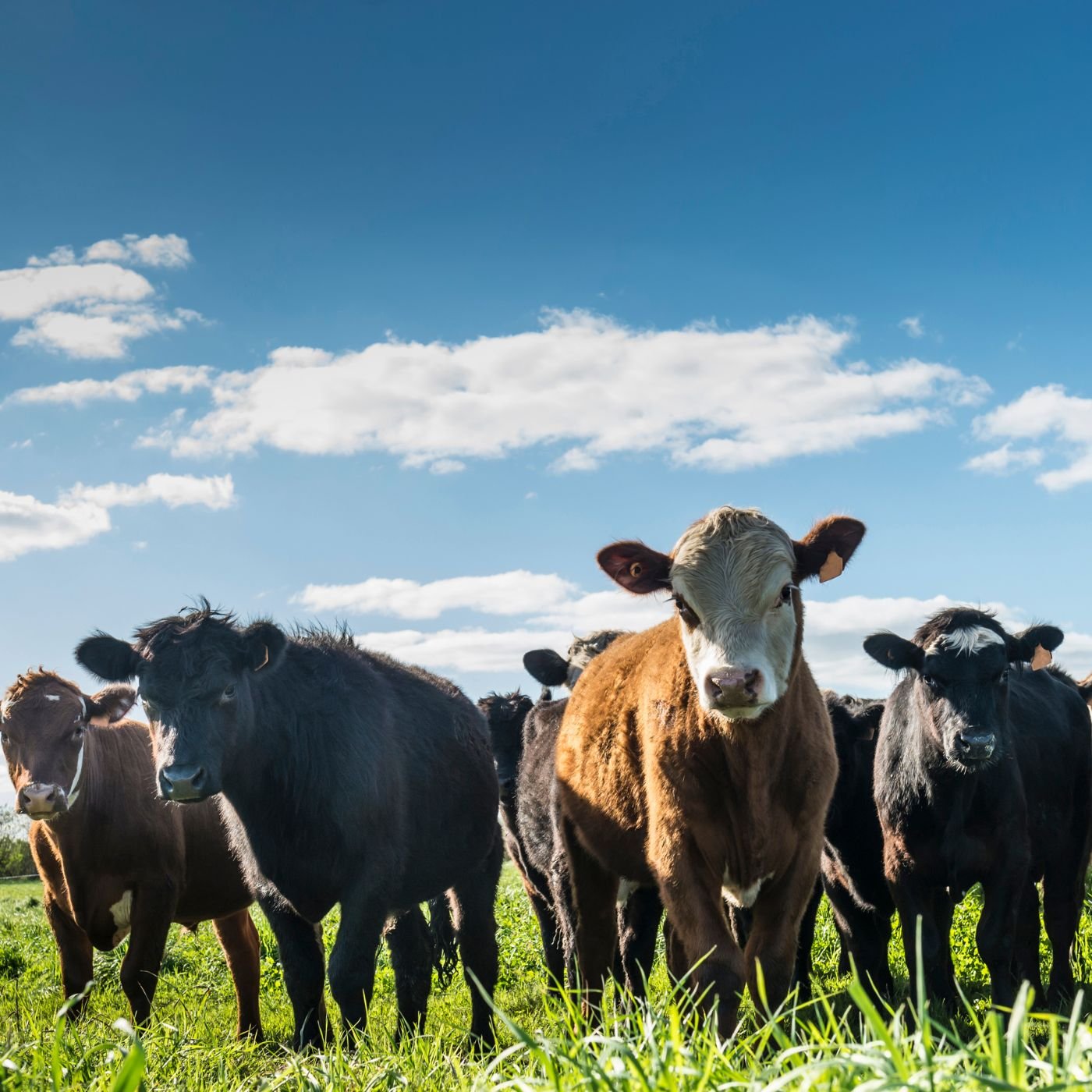 Conheça 200 empresas do ramo Serviços de agronomia e de consultoria às atividades agrícolas e pecuárias em Goiás