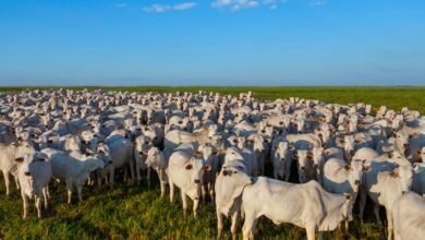 Conheça as 25 Maiores Fazendas em CAMPINAS SP